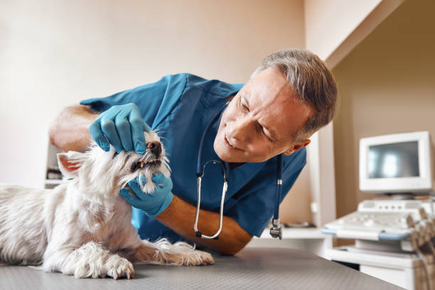 Best Emergency Denture Repair in Sagamore, MA